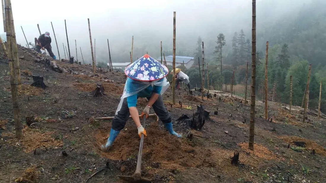 Planting and raw material origin